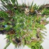 Incredible Spawn